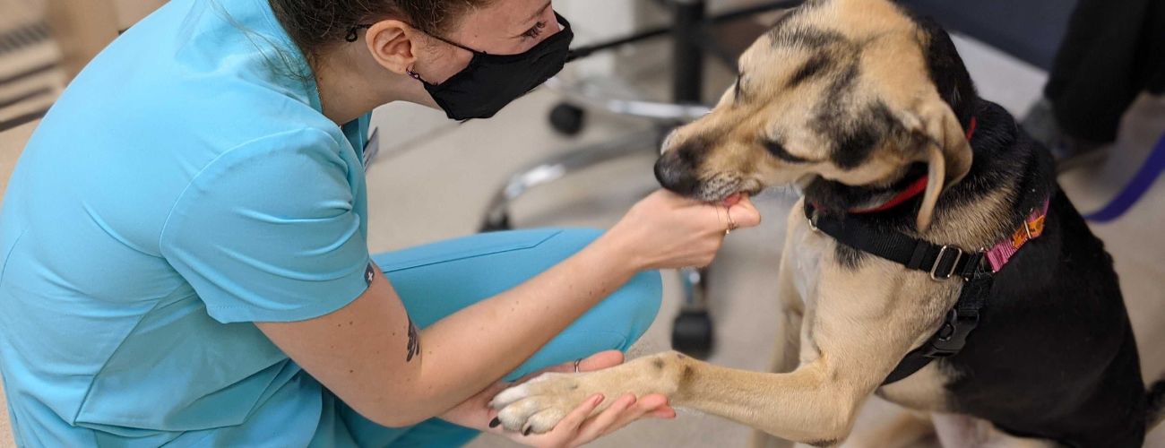 Veterinary Roots — caring for Puget Sound's pets