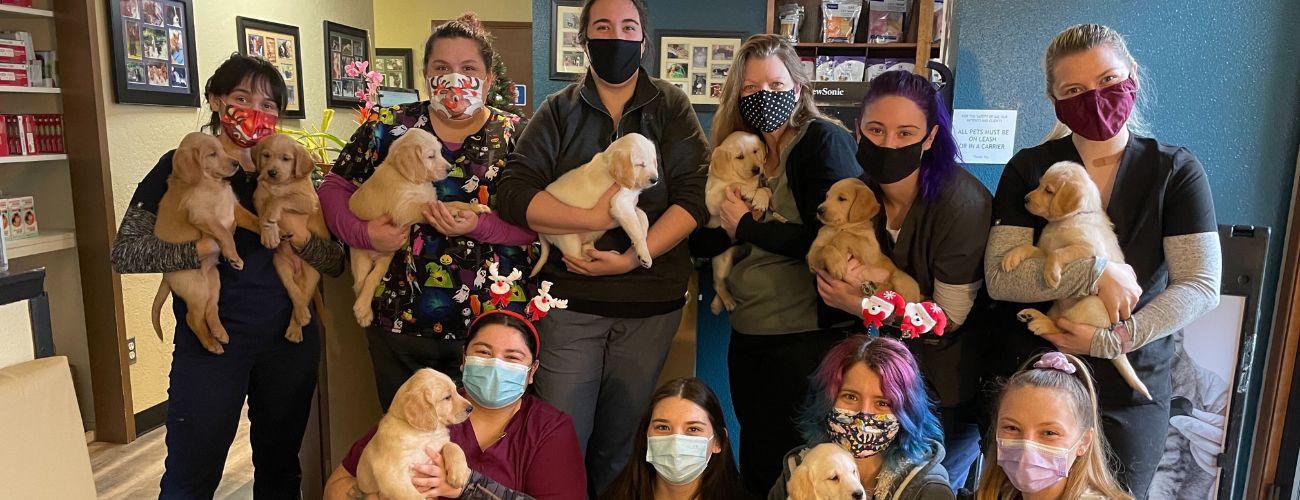 The Veterinary Roots team